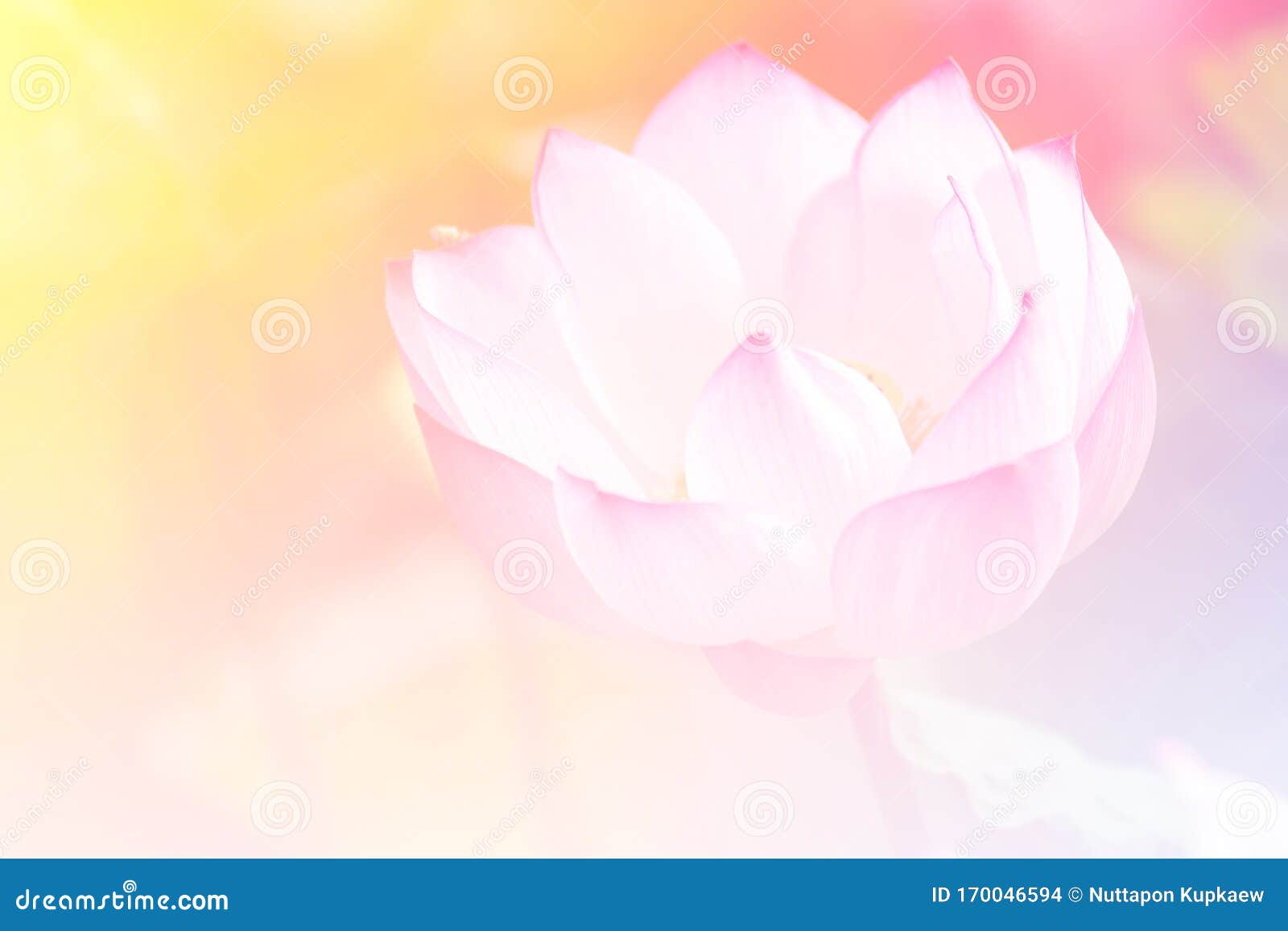 prepopulated pink lotus background image select focus