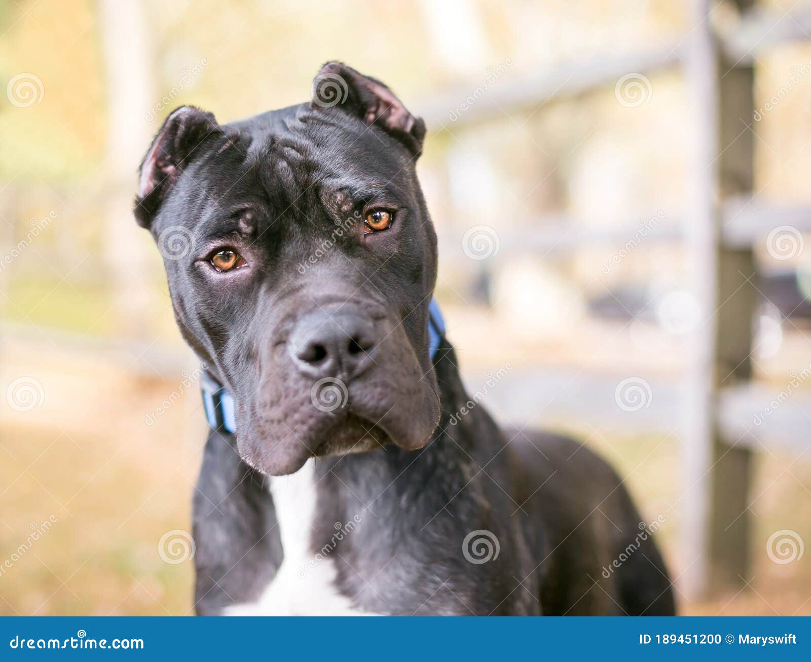 A Presa Canario Dog with Cropped Ears Stock Photo - Image of interested,  listen: 189451200