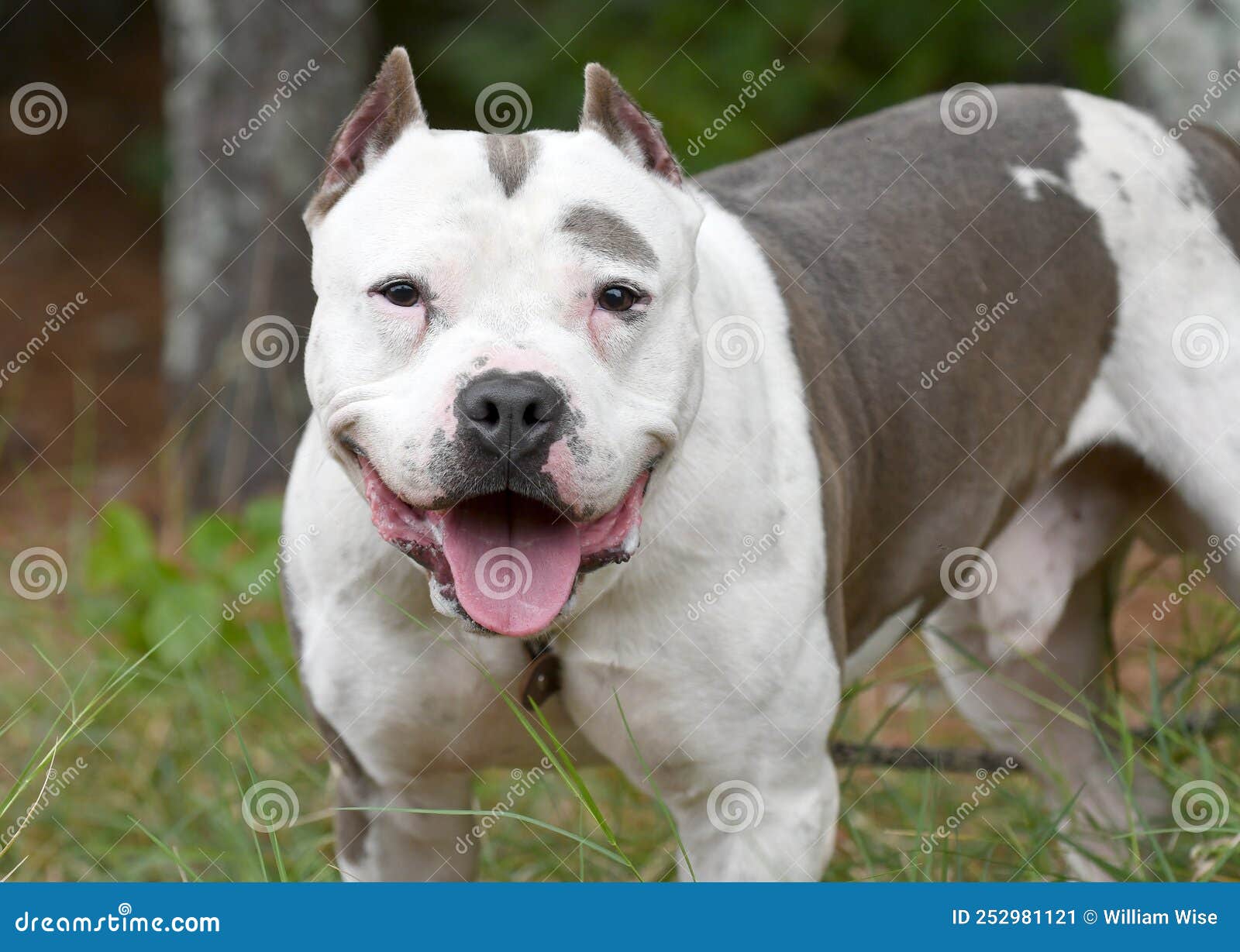 presa canario pitbull mix dog with cropped ears