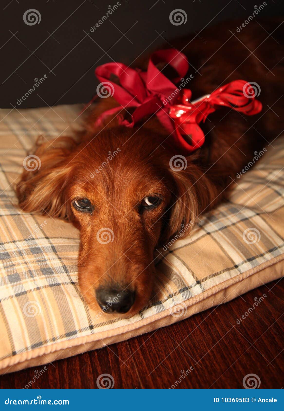 Present dog stock image. Image of faithful, present, celebration 10369583
