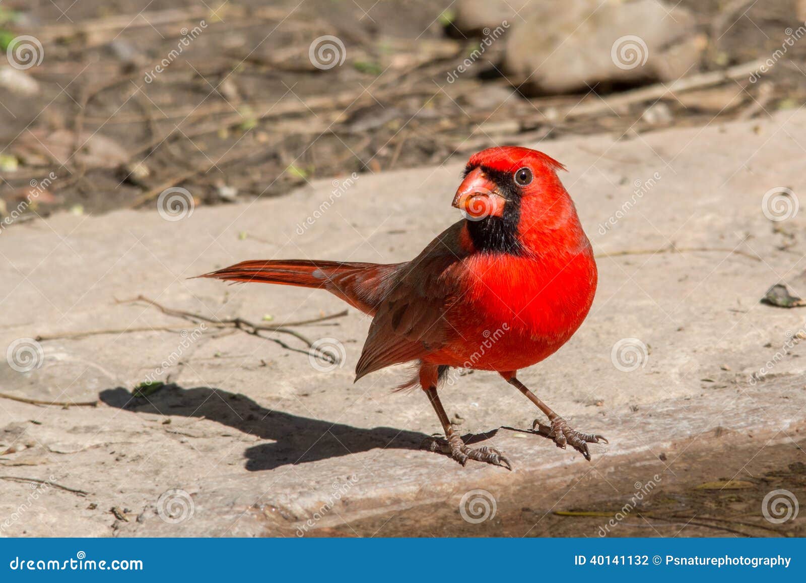 Presentación del cardenal. Cardenal septentrional en el borde del agua