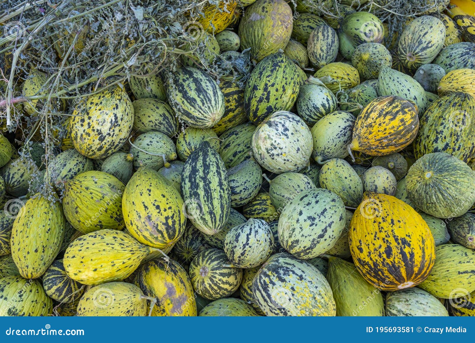 Presentation of Melon from the Producer for the Summer Season Stock