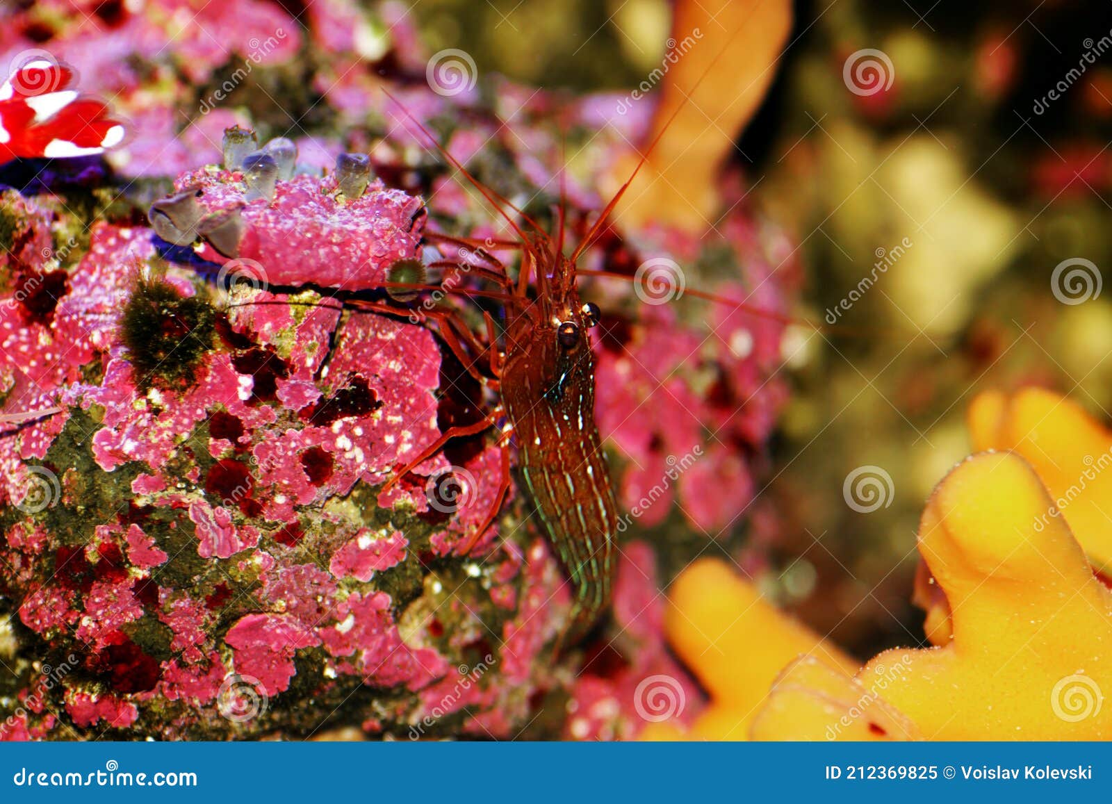 monaco red peppermint shrimp - lysmata seticaudata