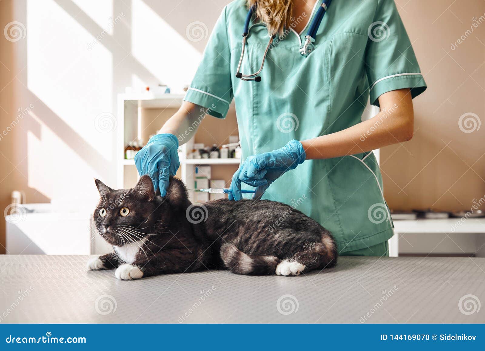 Presque Fait Jeune Veterinaire Feminin Dans L Uniforme De Travail Faisant Une Injection A Un Noir Et Le Chat Pelucheux Avec Les Photo Stock Image Du Docteur Chaton Presque Fait Jeune Veterinaire Feminin Dans L Uniforme De Travail Faisant Une Injection A Un Noir Et Le Chat Pelucheux Avec Les Photo Stock Image Du Docteur Chaton