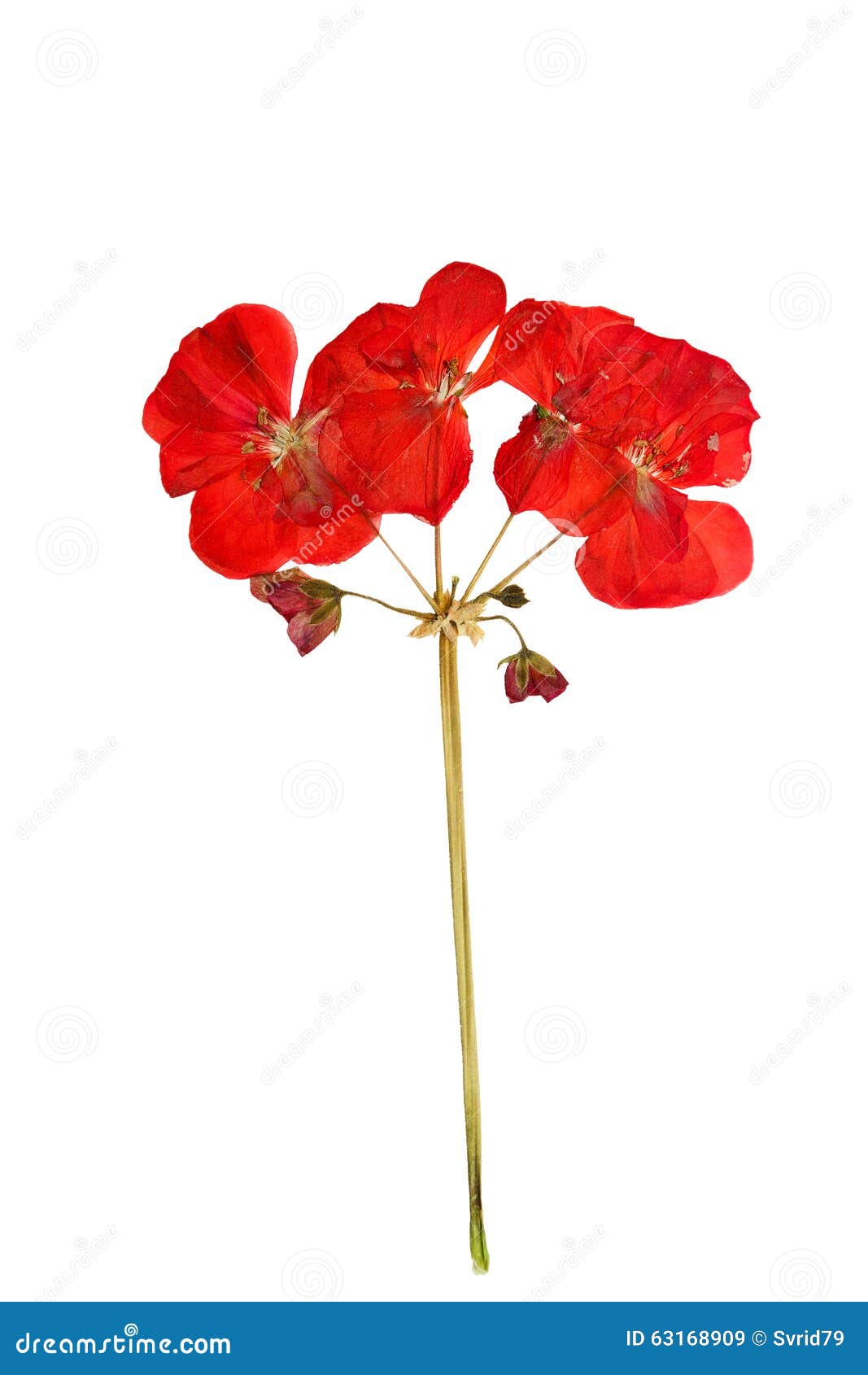 Pressed And Dried White Flowers Geranium Isolated Stock Photo