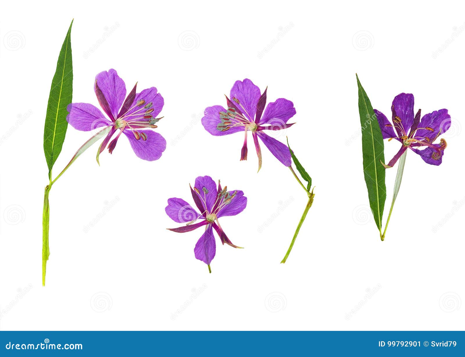 Pressed And Dried Delicate Purple Flowers Willow-herb Epilobium Stock ...