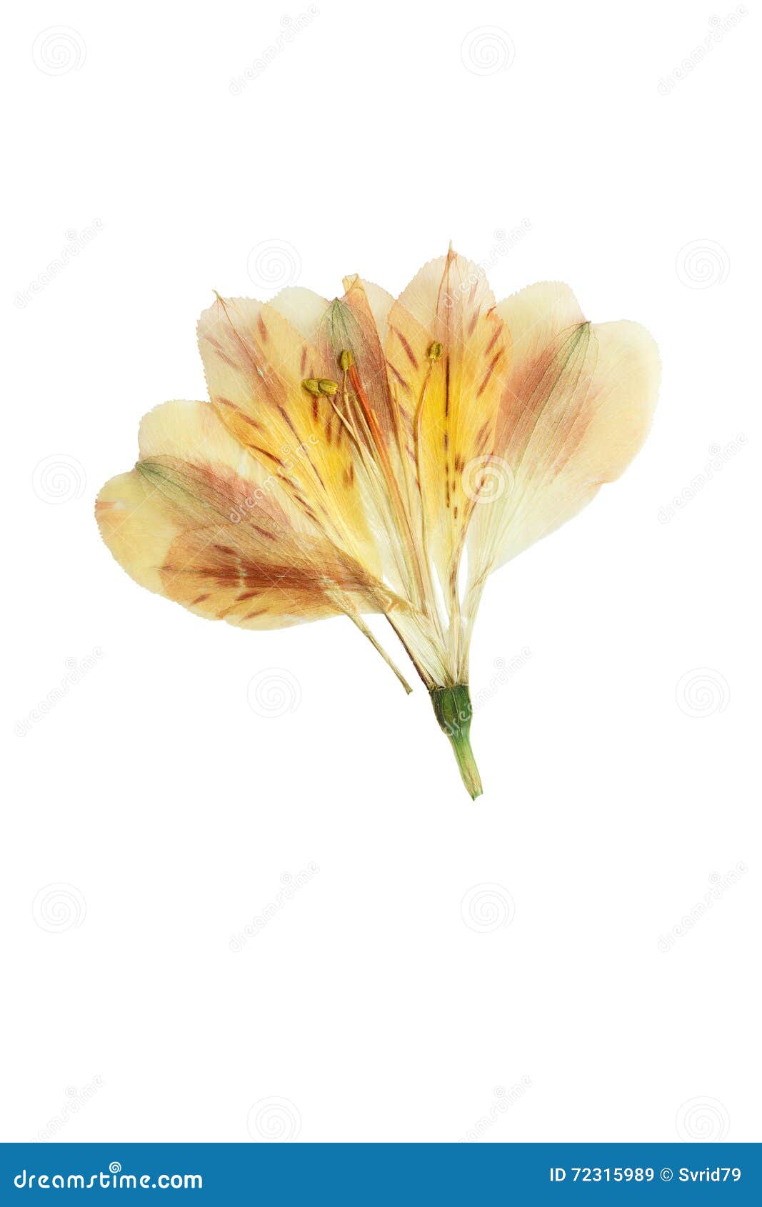 Pressed and Dried Flower Alstroemeria. Isolated Stock Image Image of
