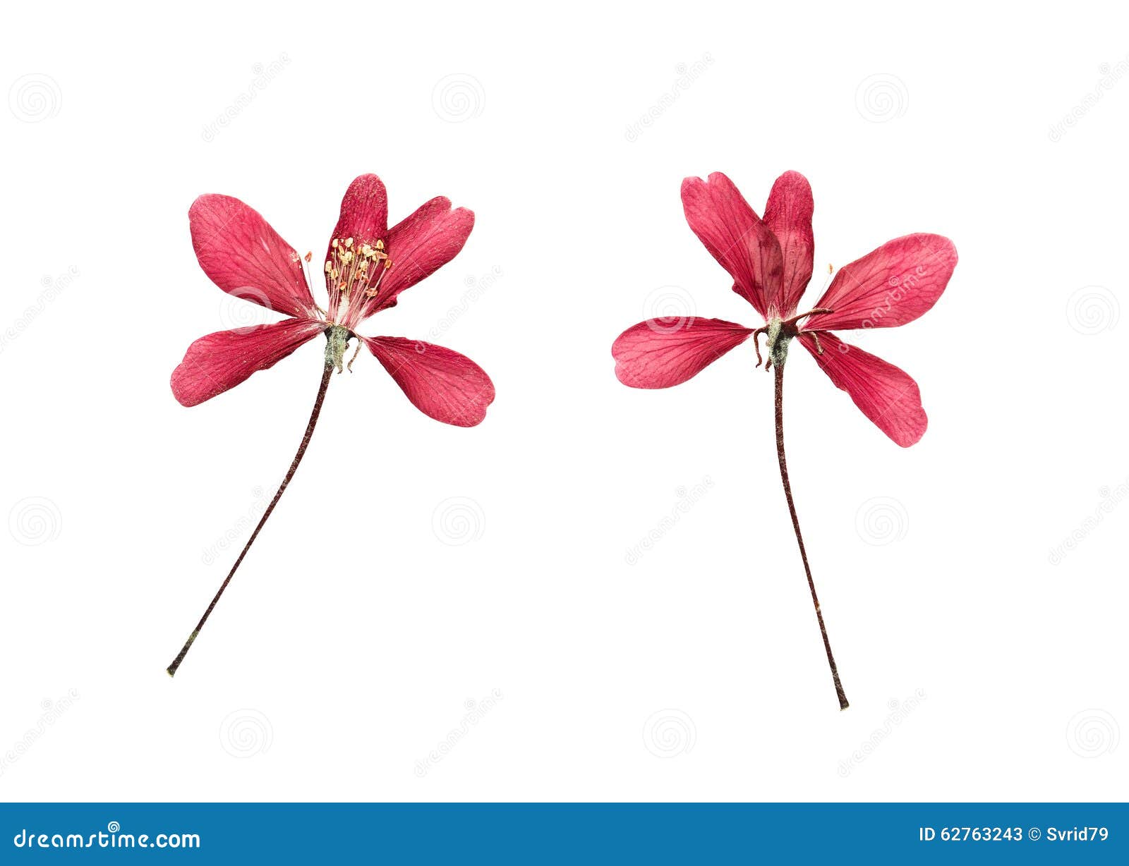 Pressed and Dried Flower Apple Tree. Isolated on White Background Stock
