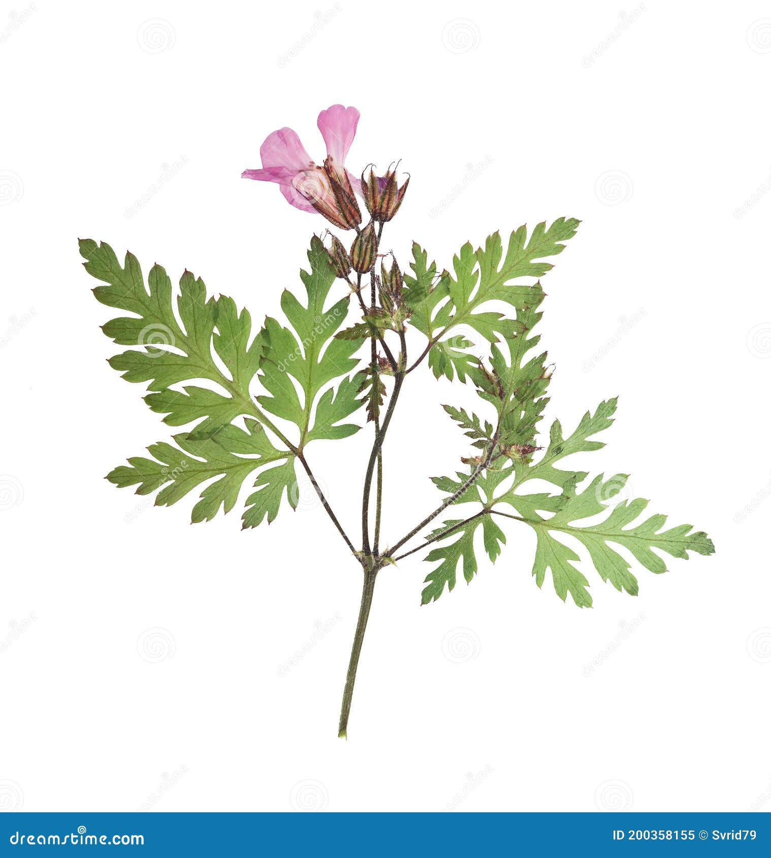 Pressed And Dried White Flowers Geranium Isolated Stock Photo