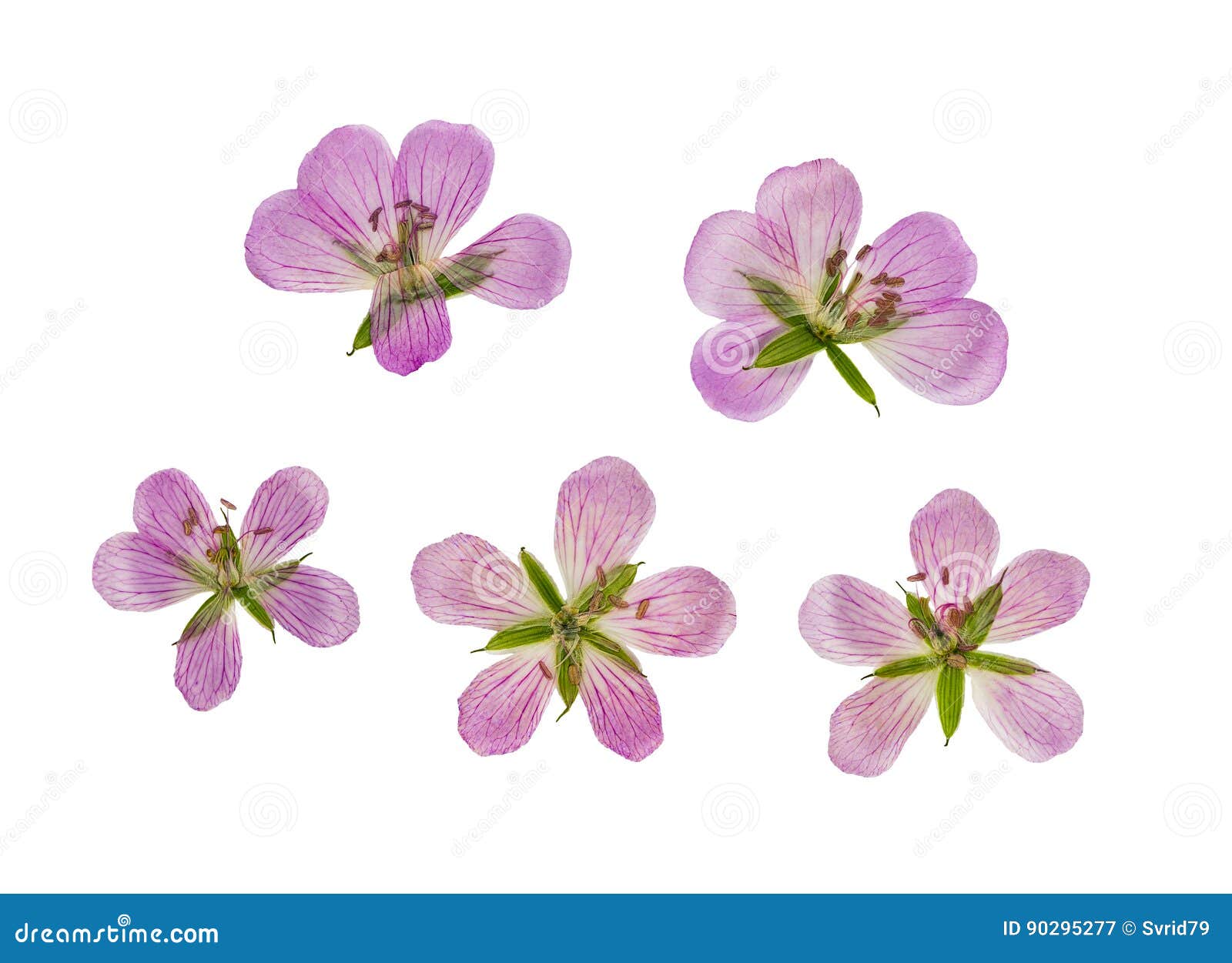 Bunch of dried pink flowers · Free Stock Photo