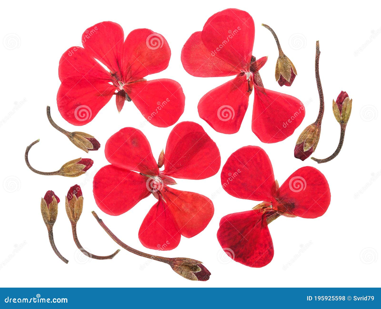 Pressed And Dried White Flowers Geranium Isolated Stock Photo