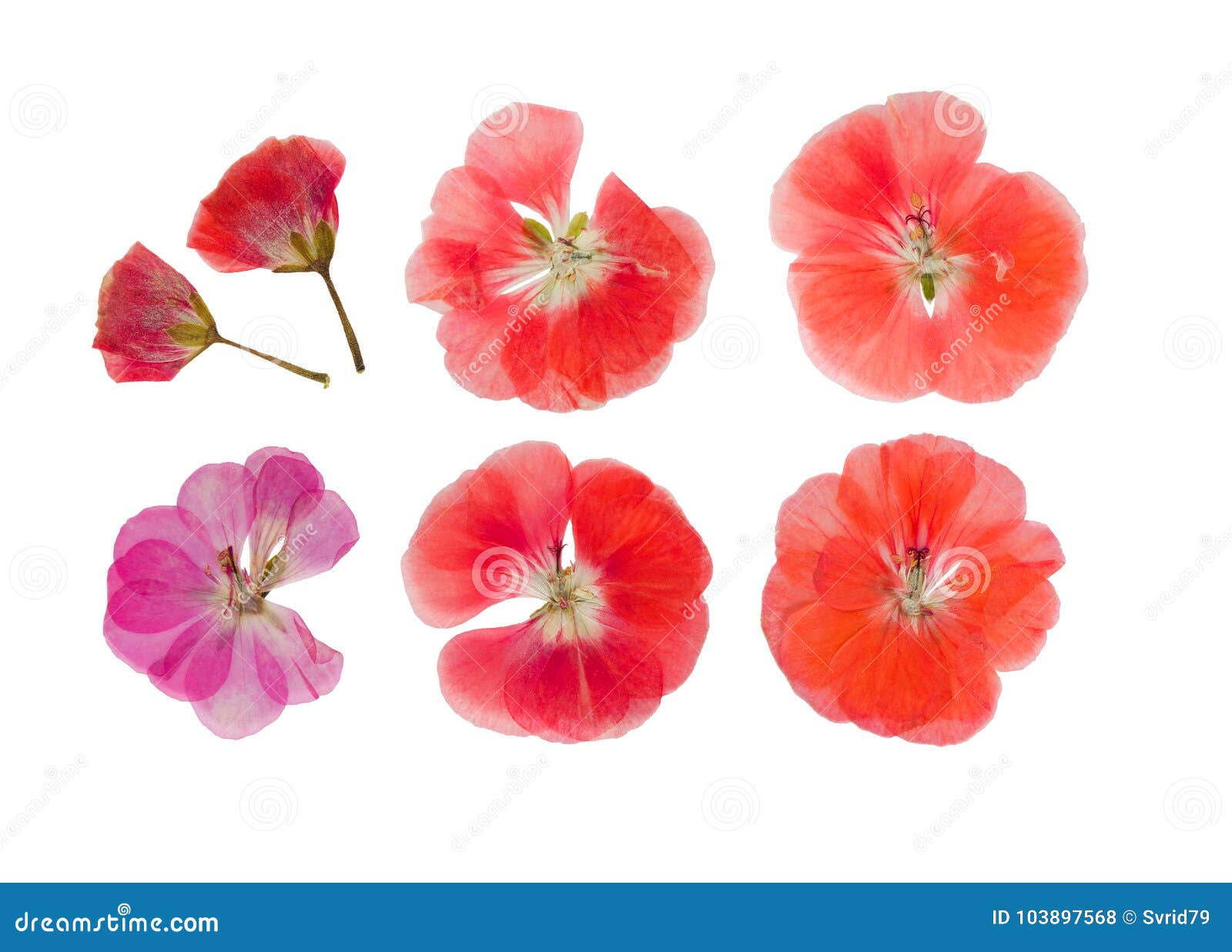 Pressed And Dried White Flowers Geranium Isolated Stock Photo