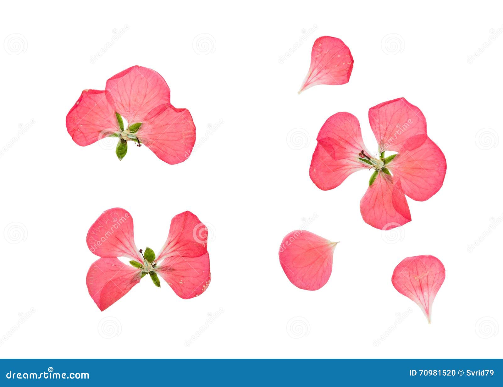 Dried Pressed Flowers Pink Royalty-Free Images, Stock Photos & Pictures