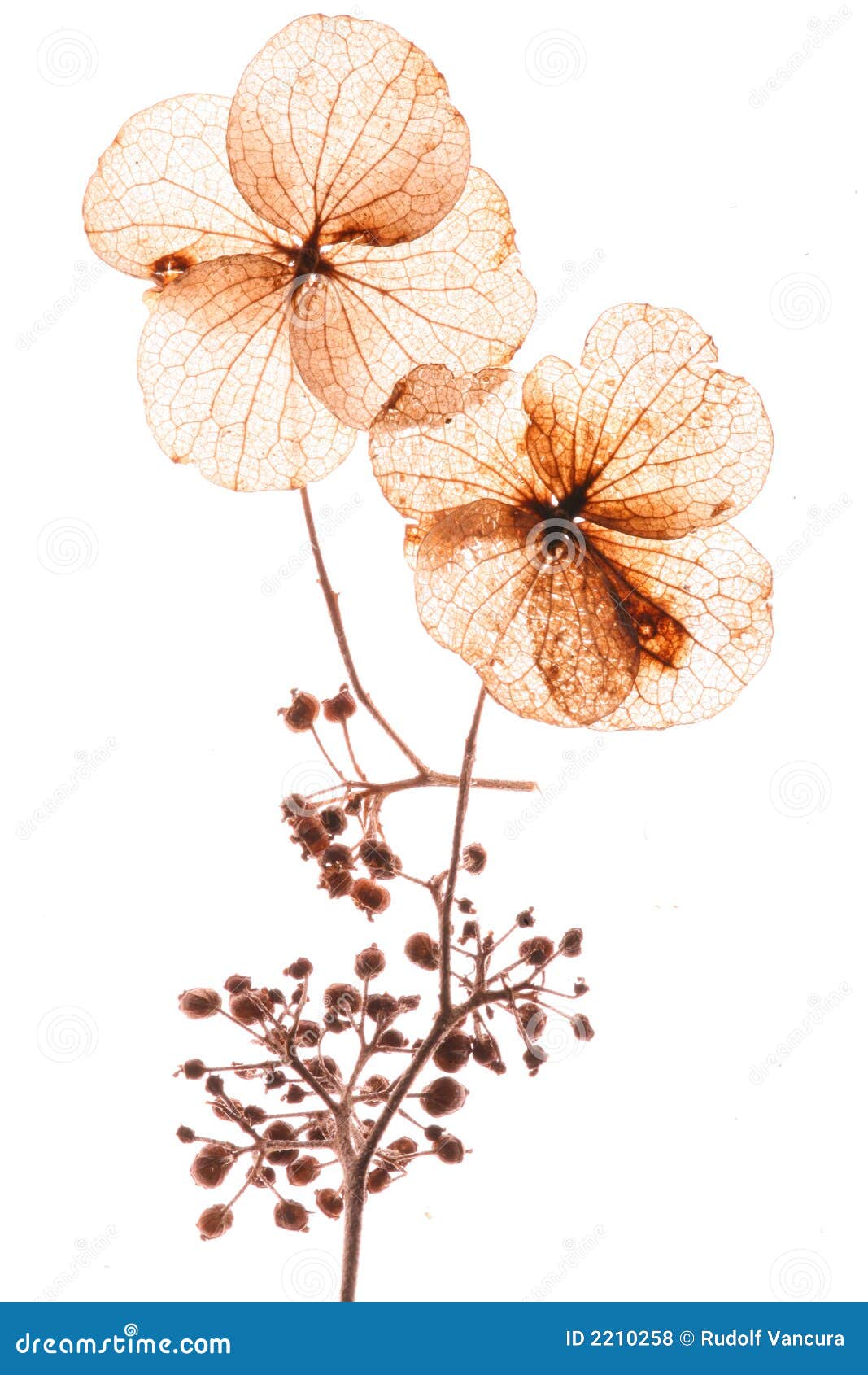 Pressed Flowers Royalty Free Stock Photos - Image: 2210258