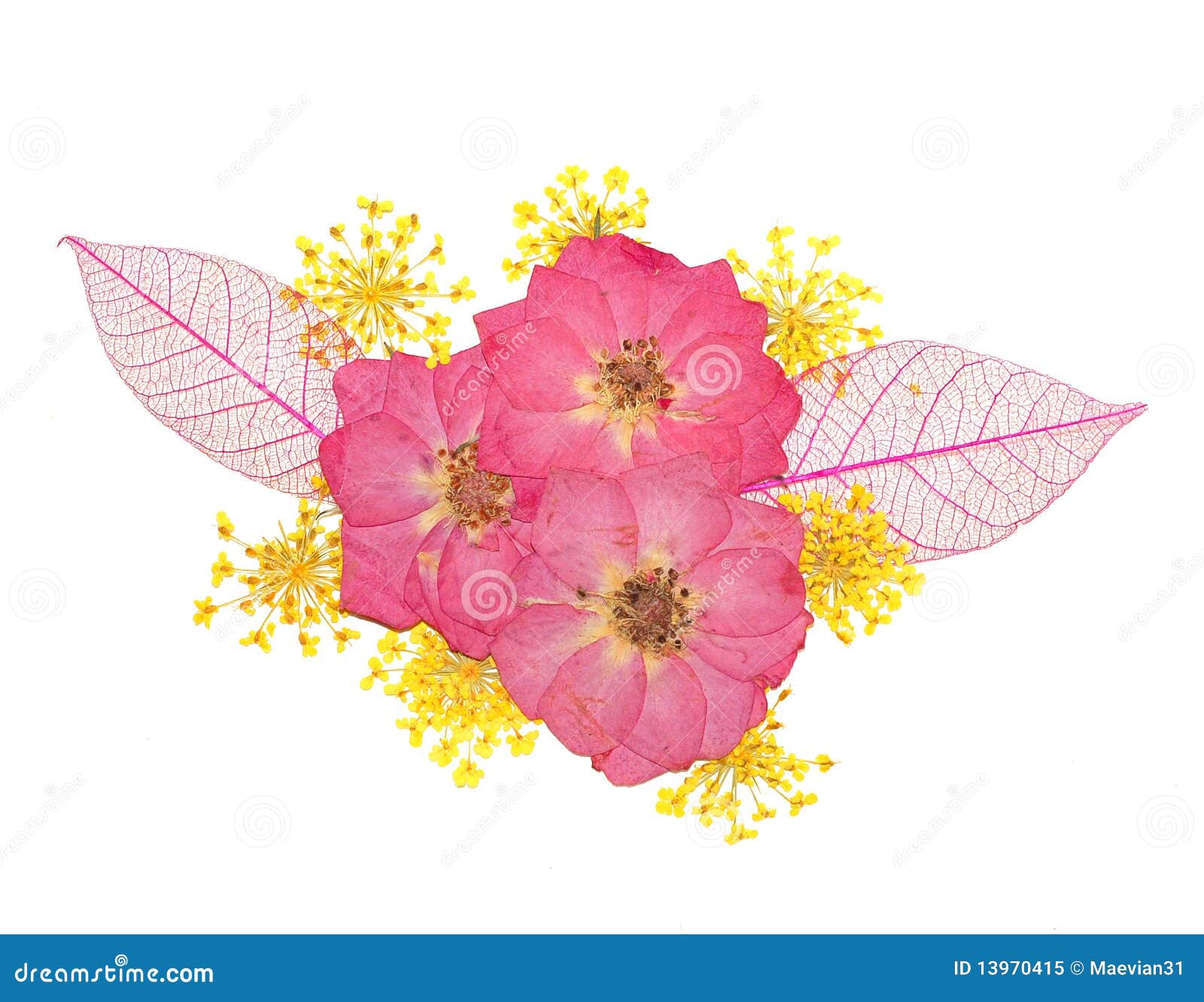 Pressed Flowers Rose and Lace Flower Stock Image Image of delicate