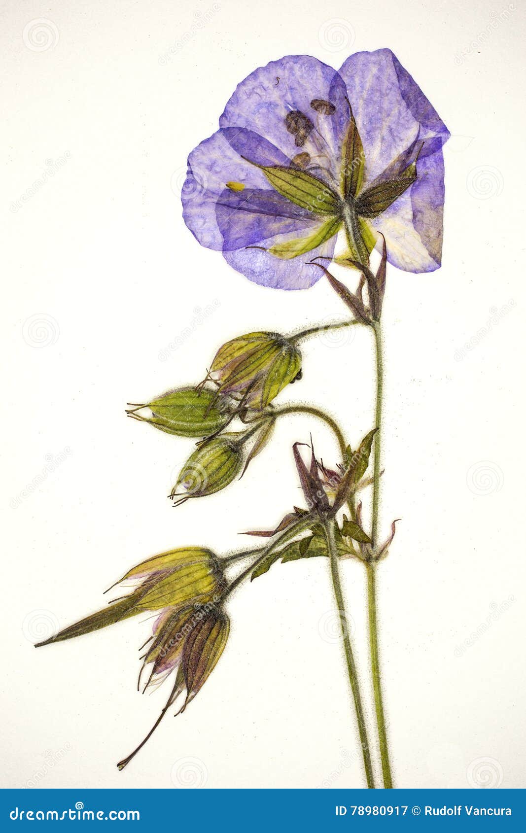 pressed violet flower