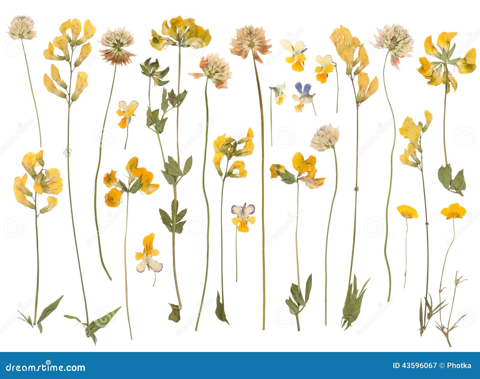 Pressed wild flowers stock image. Image of yellow, background 43596067