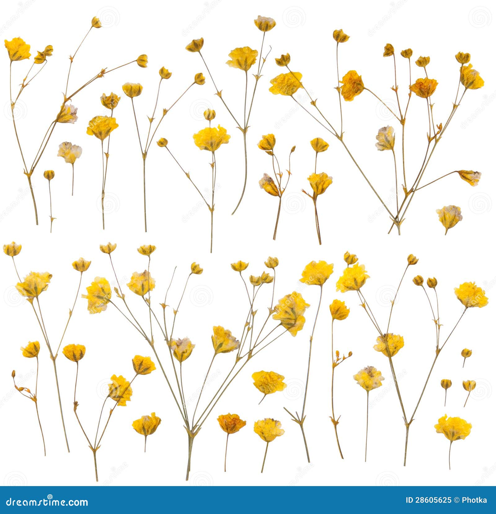 Pressed yellow wildflowers stock image. Image of collection 28605625