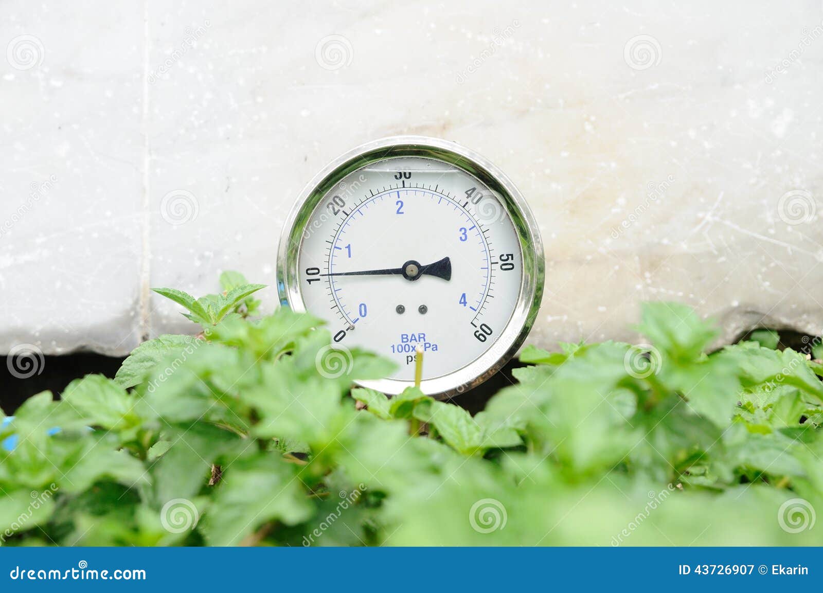 Pressure gauge in bushes. stock image. Image of steel 43726907