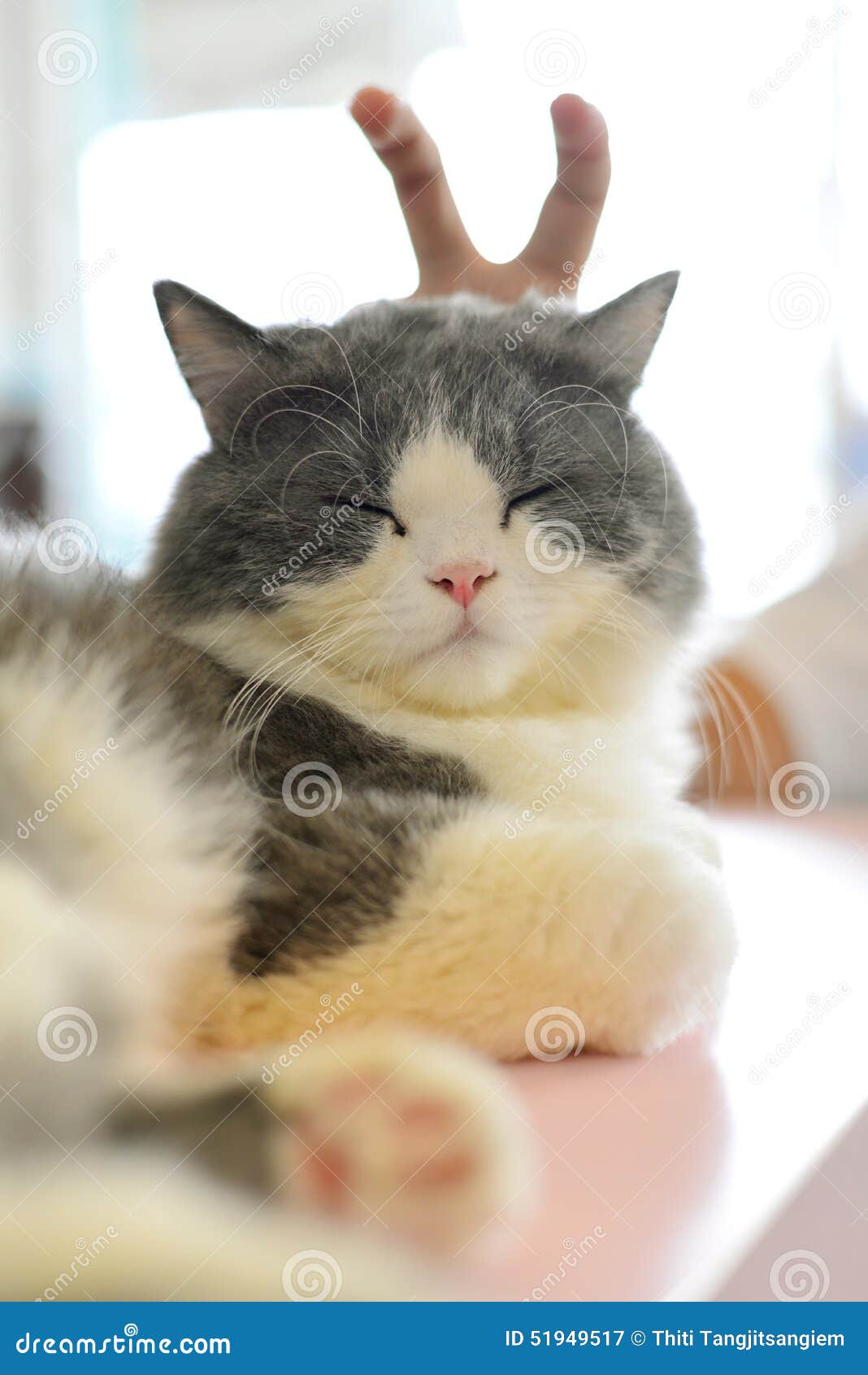 Pretend cat stock image. Image of happy, grey, girl, furry 51949517