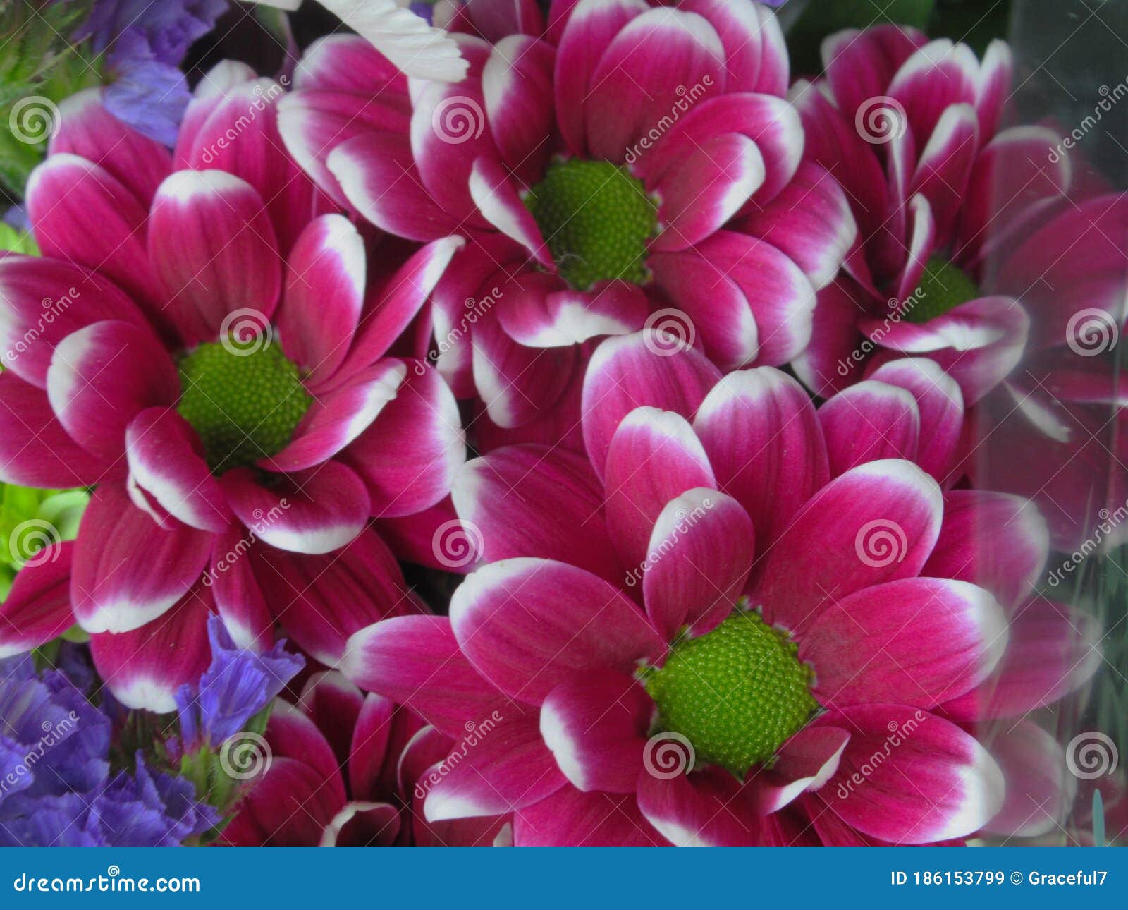 Prettty Bright Closeup Maroon Daisy Flowers Bouquet Stock Image - Image ...