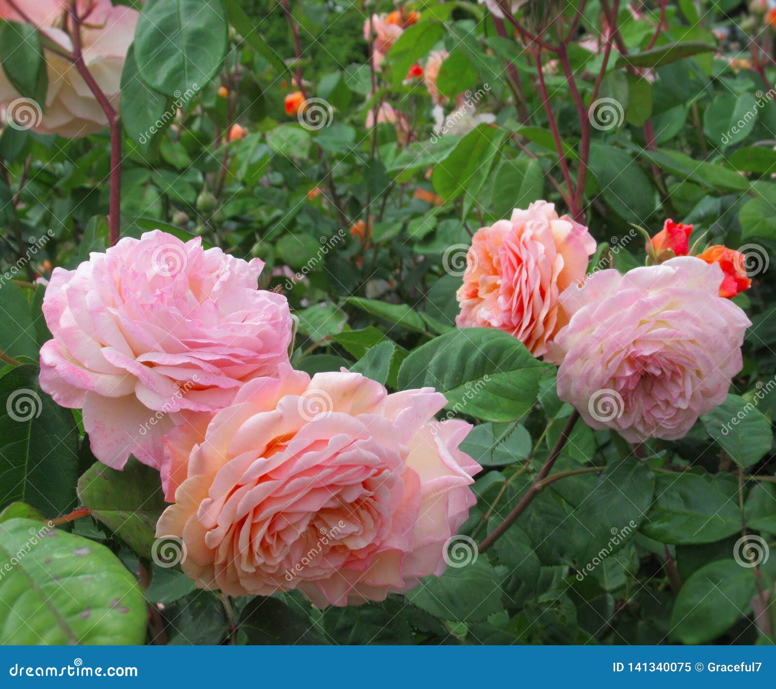 Pretty Attractive Light Pink Rose Flowers Blossom in Park Garden Stock ...