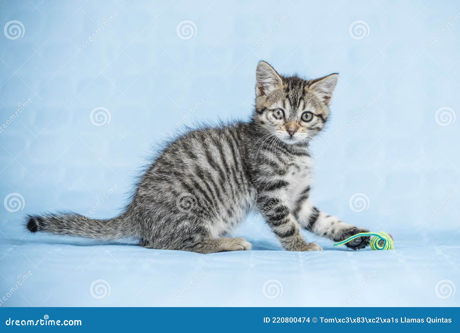 pretty baby striped cat playing with a gaudy colored rope mouse