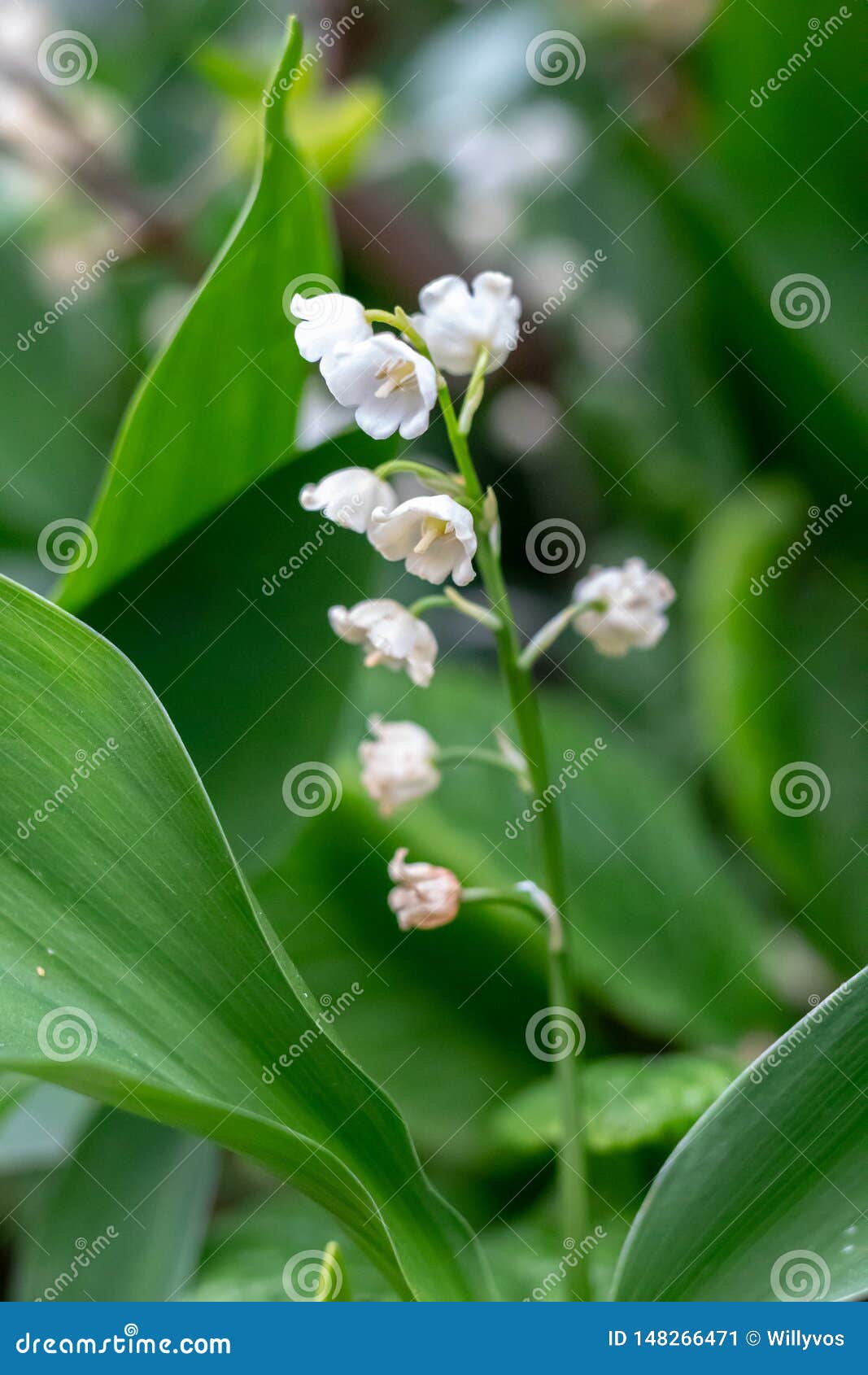 Pretty Bells of Lily of the 1st of May Stock Image Image of closeup