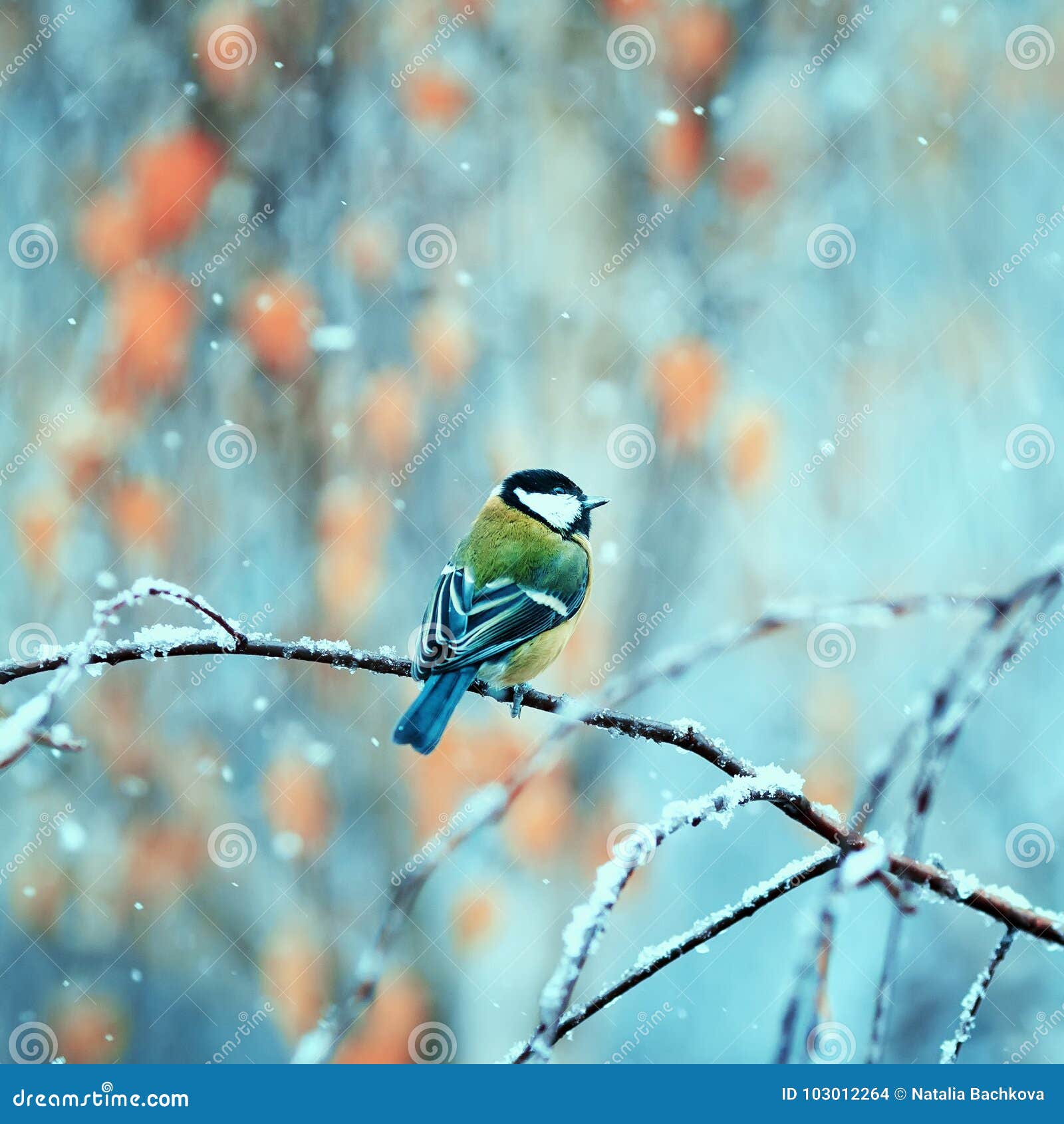 5,872 Bird Snowfall Stock Photos - Free & Royalty-Free Stock