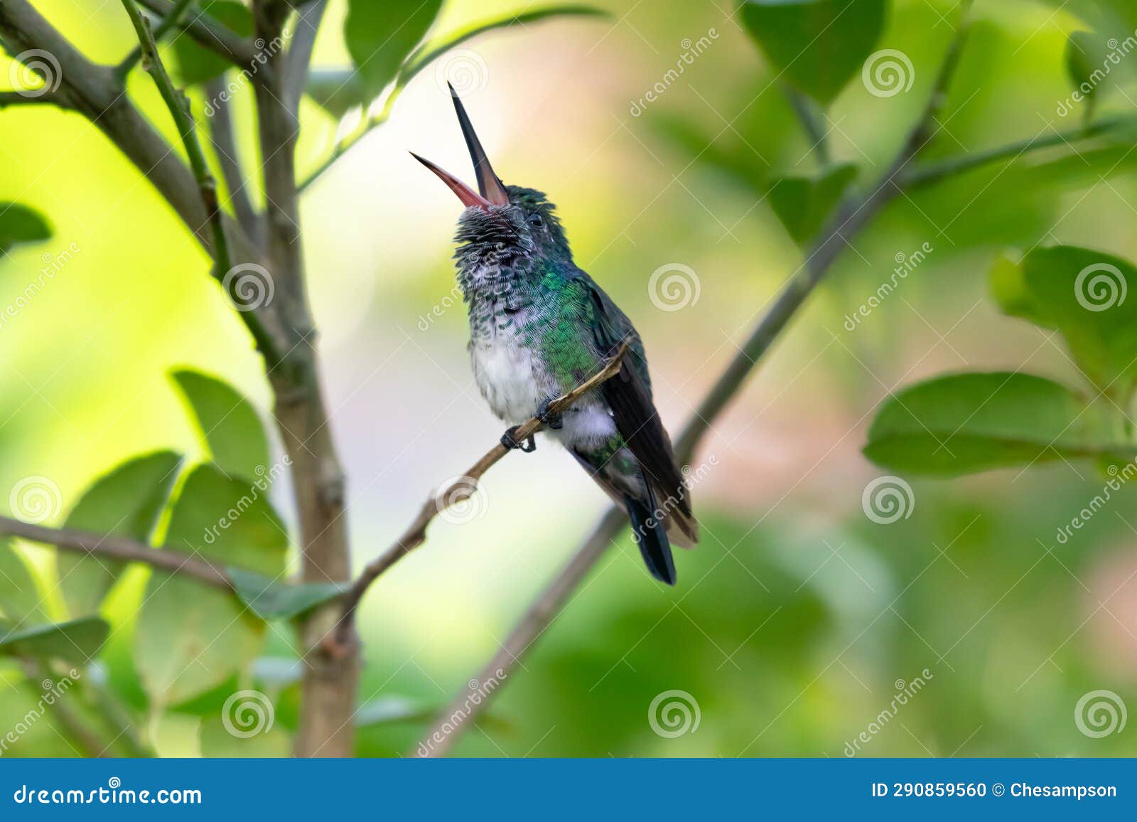 pretty blue-chinned sapphire hummingbird perched in a citrus tree chirping