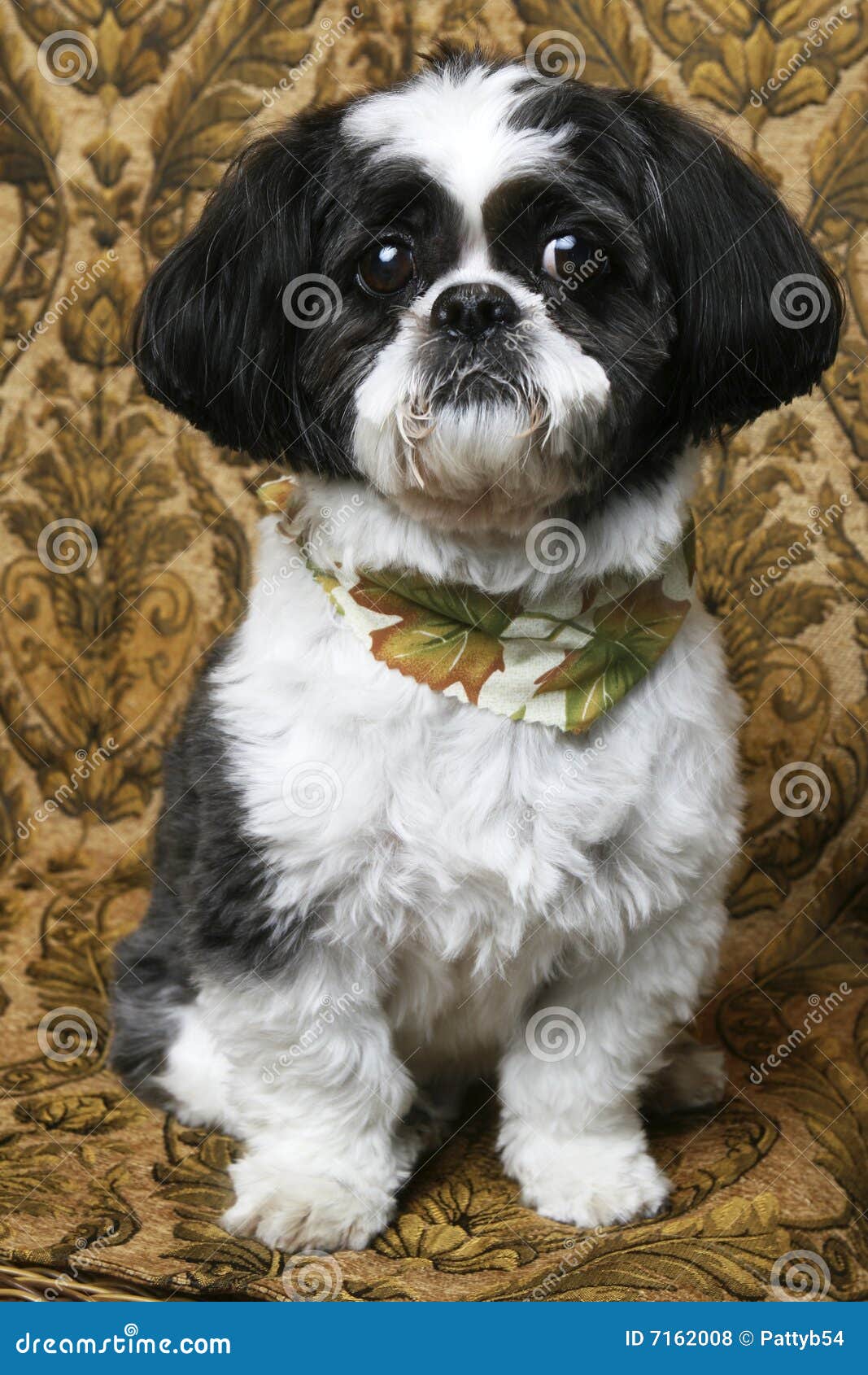 88+ Cute Black And White Shih Tzu Puppy