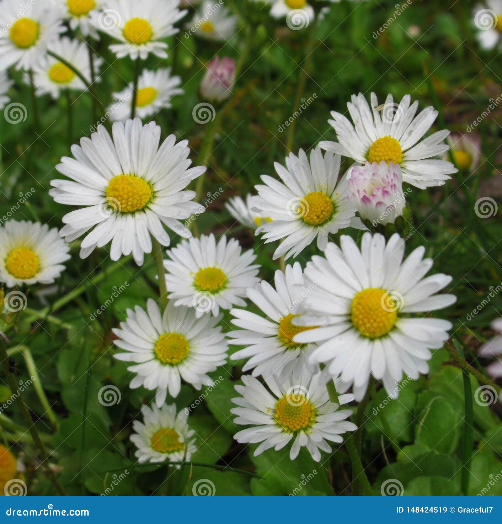 Pretty & Bright White Common Daisy Blossom in Spring 2019 Stock Image
