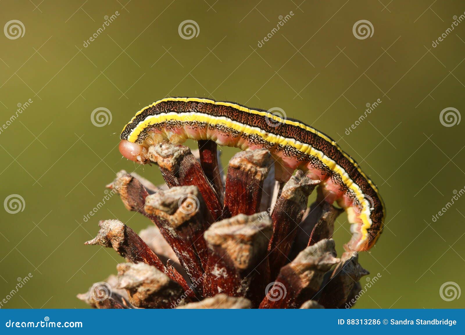 a pretty broom moth caterpillar ceramica pisi perched on a pine cone.