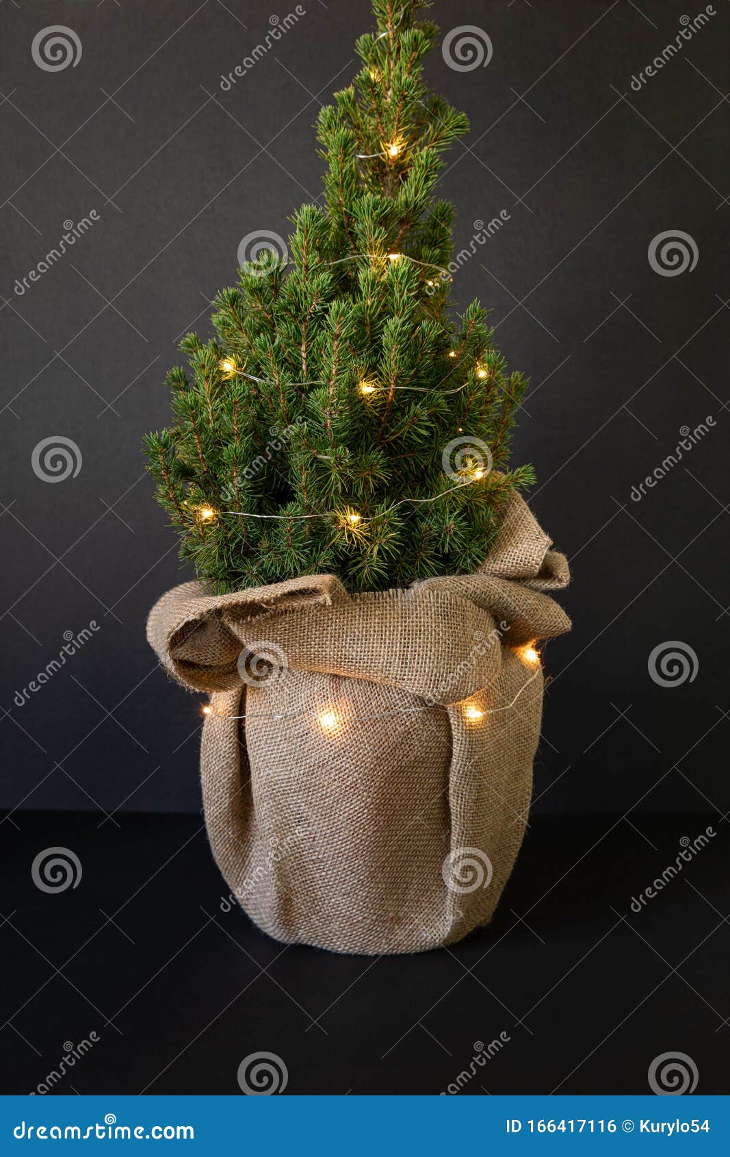 Bushy christmas tree