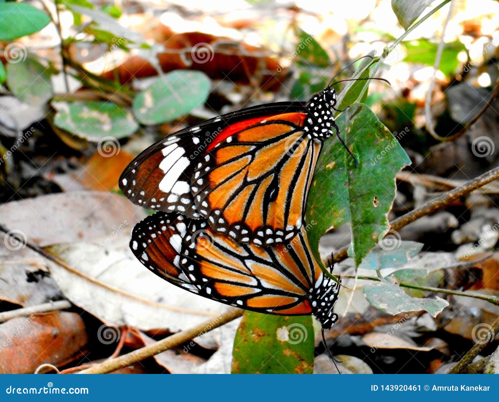Download Pretty Butterflies Stock Image Image Of Tropical Beautiful 143920461