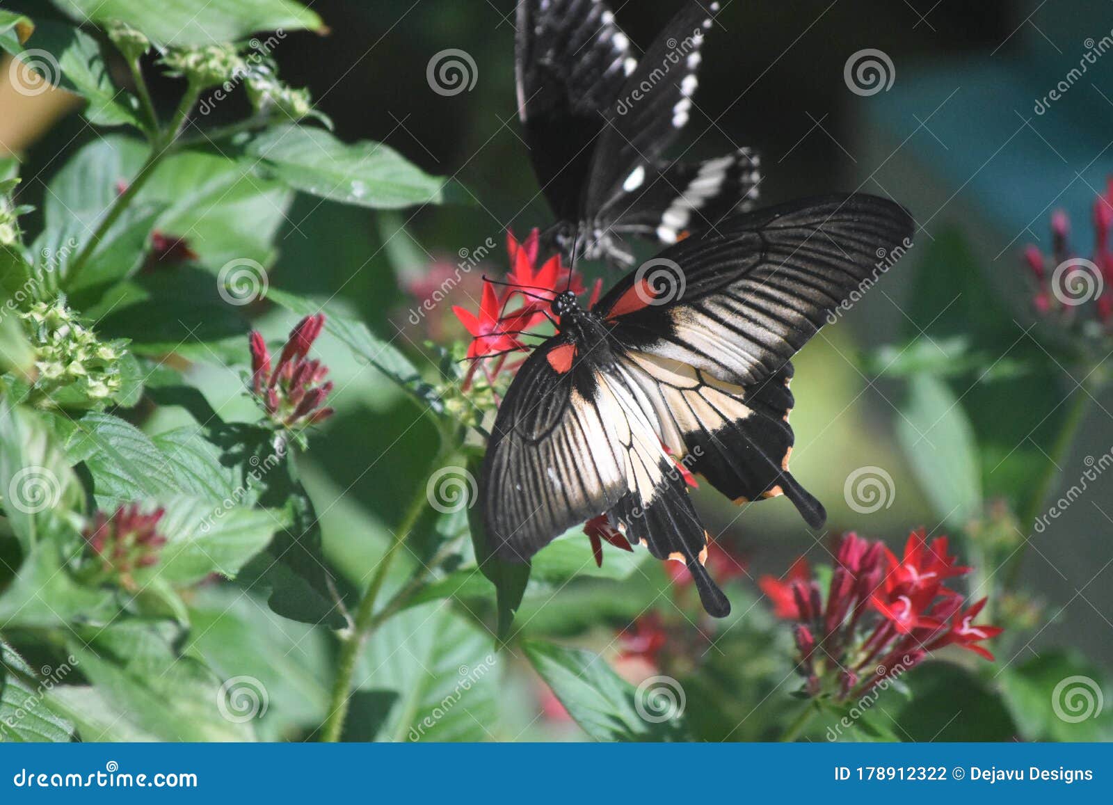 Download Pretty Butterfly Resting Through A Butterfly Garden Stock Photo Image Of Butterflies Upclose 178912322