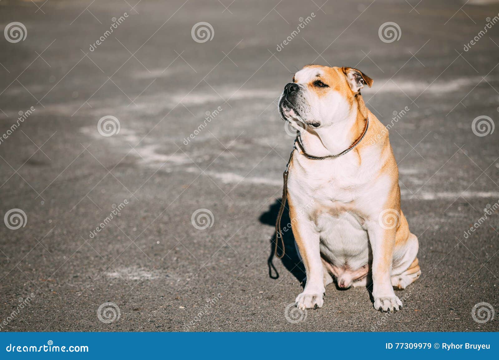 pretty ca de bou or perro de presa mallorquin is a typical molossian dog