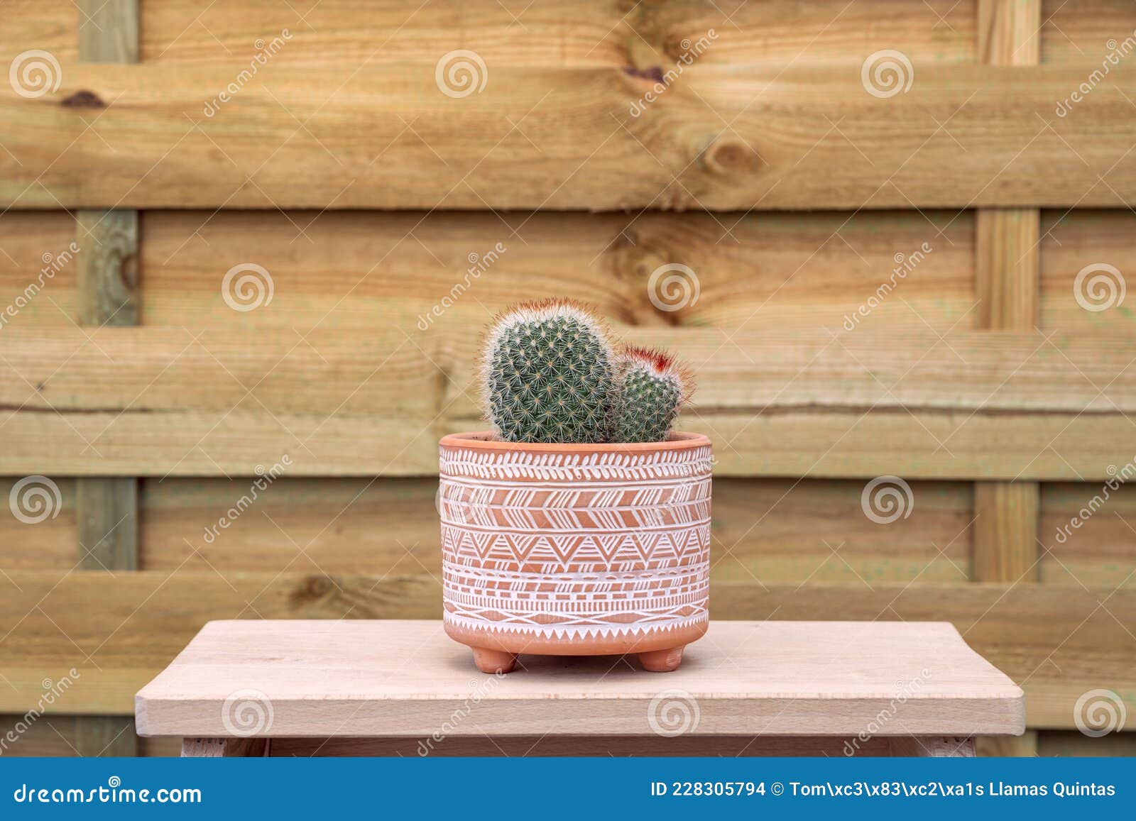 pretty cactus with three pointed balls inside a pot
