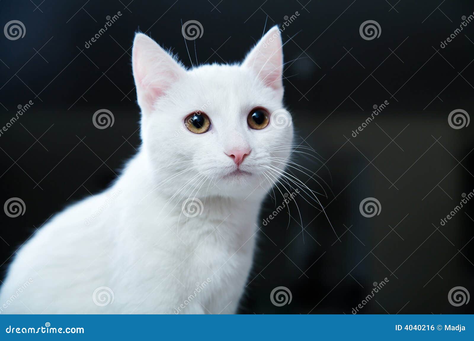 Pretty Cat Stock Photo Image Of Beautiful Whisker Cuddly