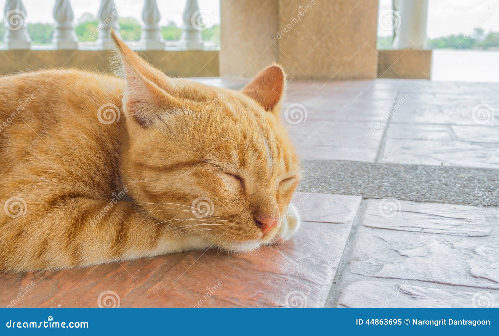 Pretty Cat Sleep in Outside the House Image Stock Image Image of