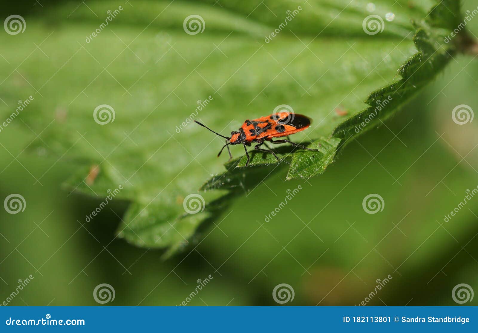 a cinnamon bug, corizus hyoscyami, perching on a stinging nettle leaf in springtime.