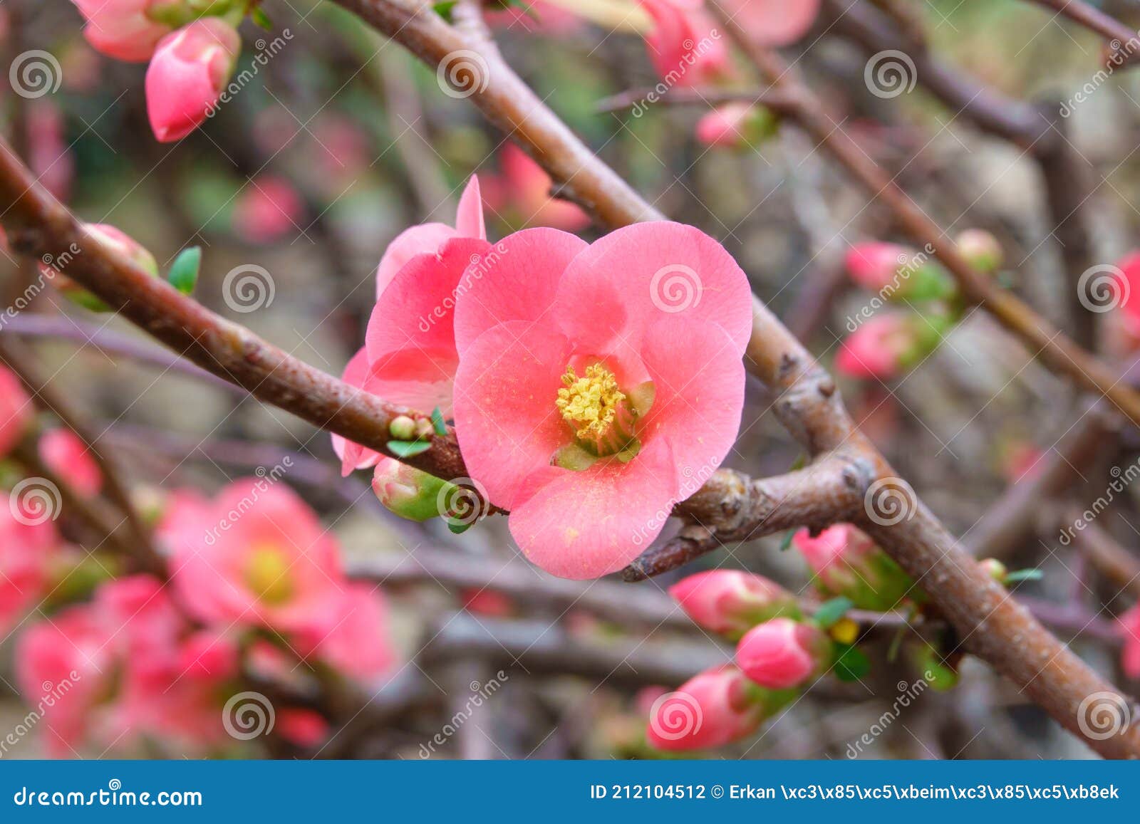 pretty coral pink begonia flowers, semperflorens begonias, wax begonia in the garden