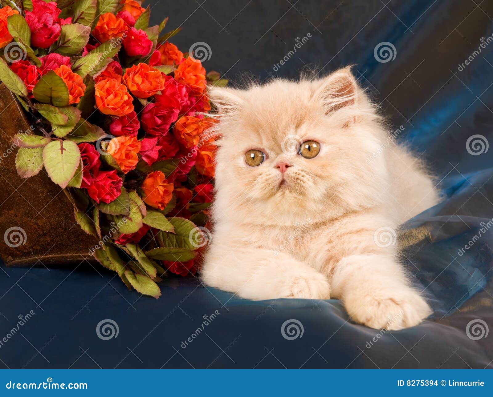 Pretty Cute Persian Kitten with Roses Stock Photo Image of cute, cats
