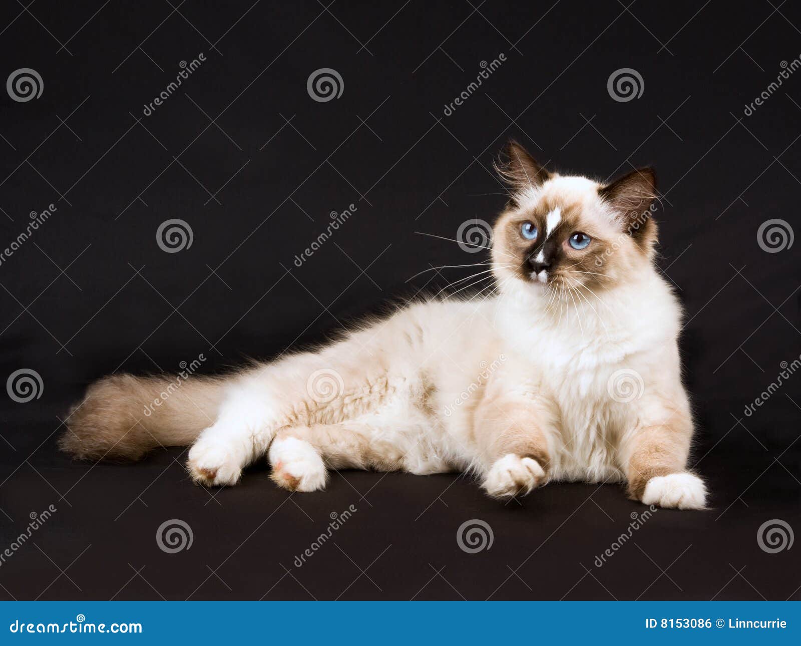 Pretty Cute Ragdoll Kitten on Black Background Stock Photo - Image of ...