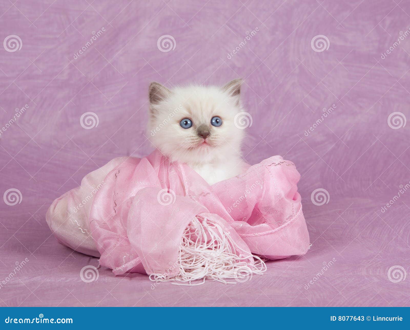 Pretty Cute  Ragdoll  Kitten  On Pink Background Stock Image 