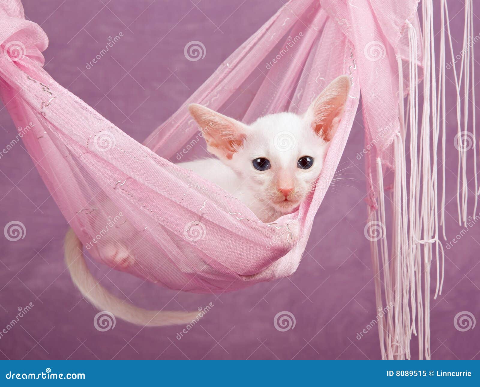 Pink Kitten Hammock 109