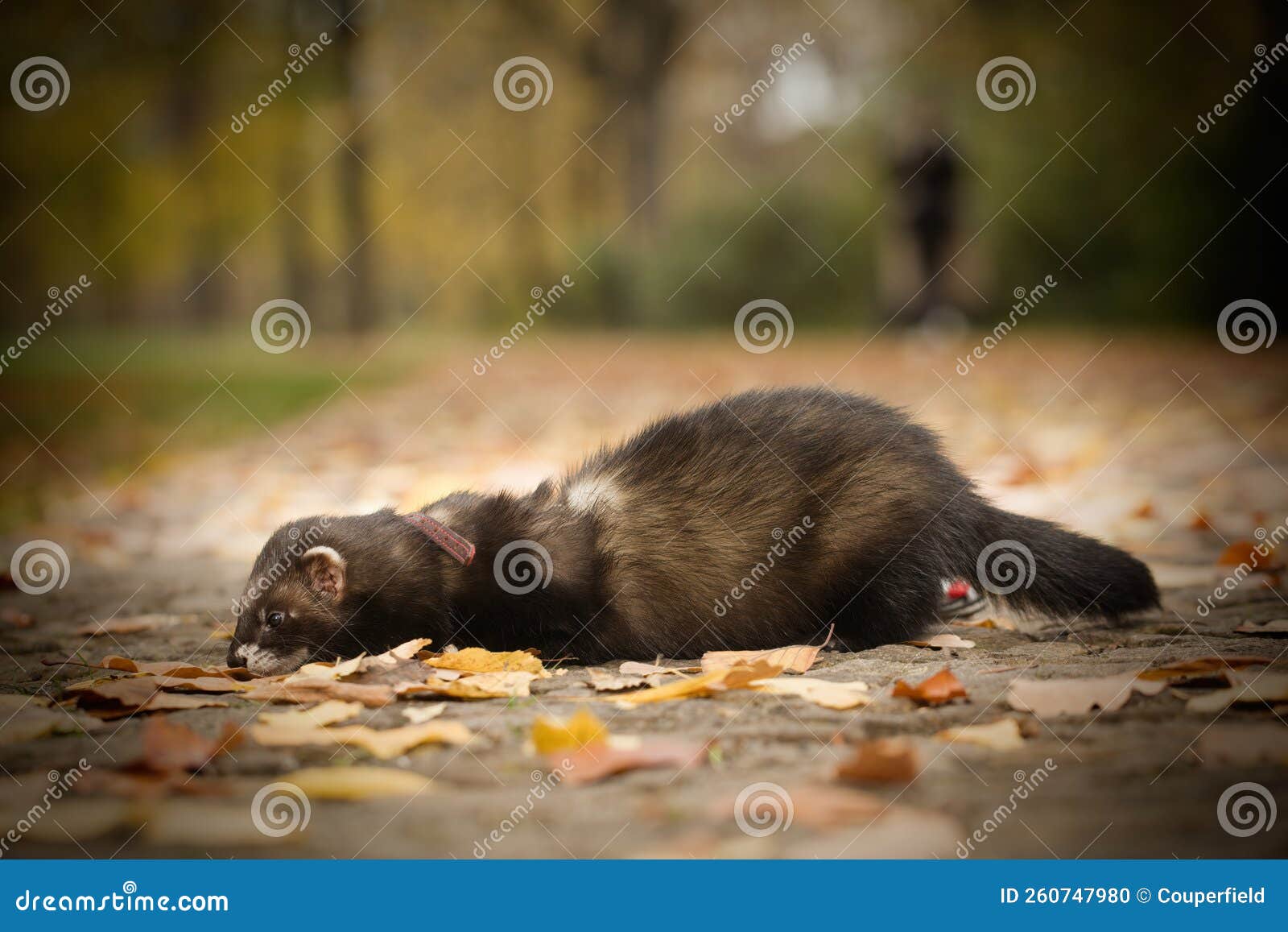 pretty dark sable color ferret exploring autumn park with leaves and holes