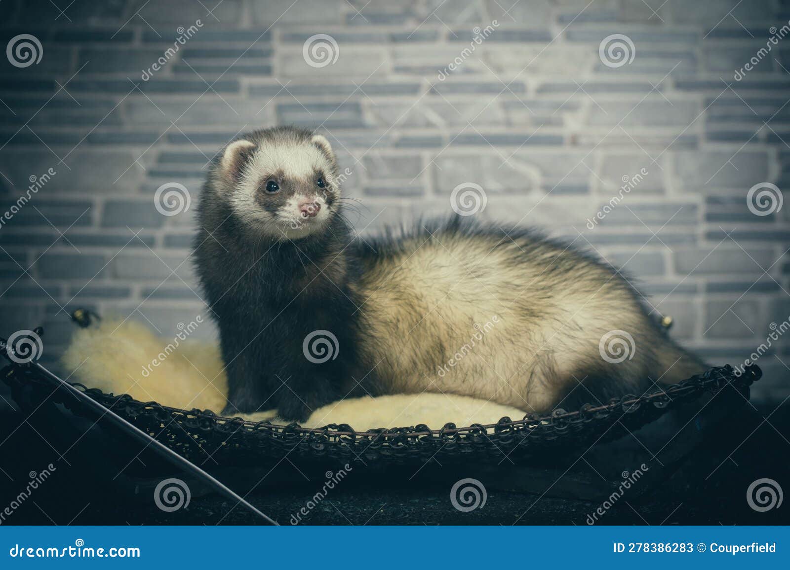 pretty dark sable ferret female posing indoor for portrait in studio