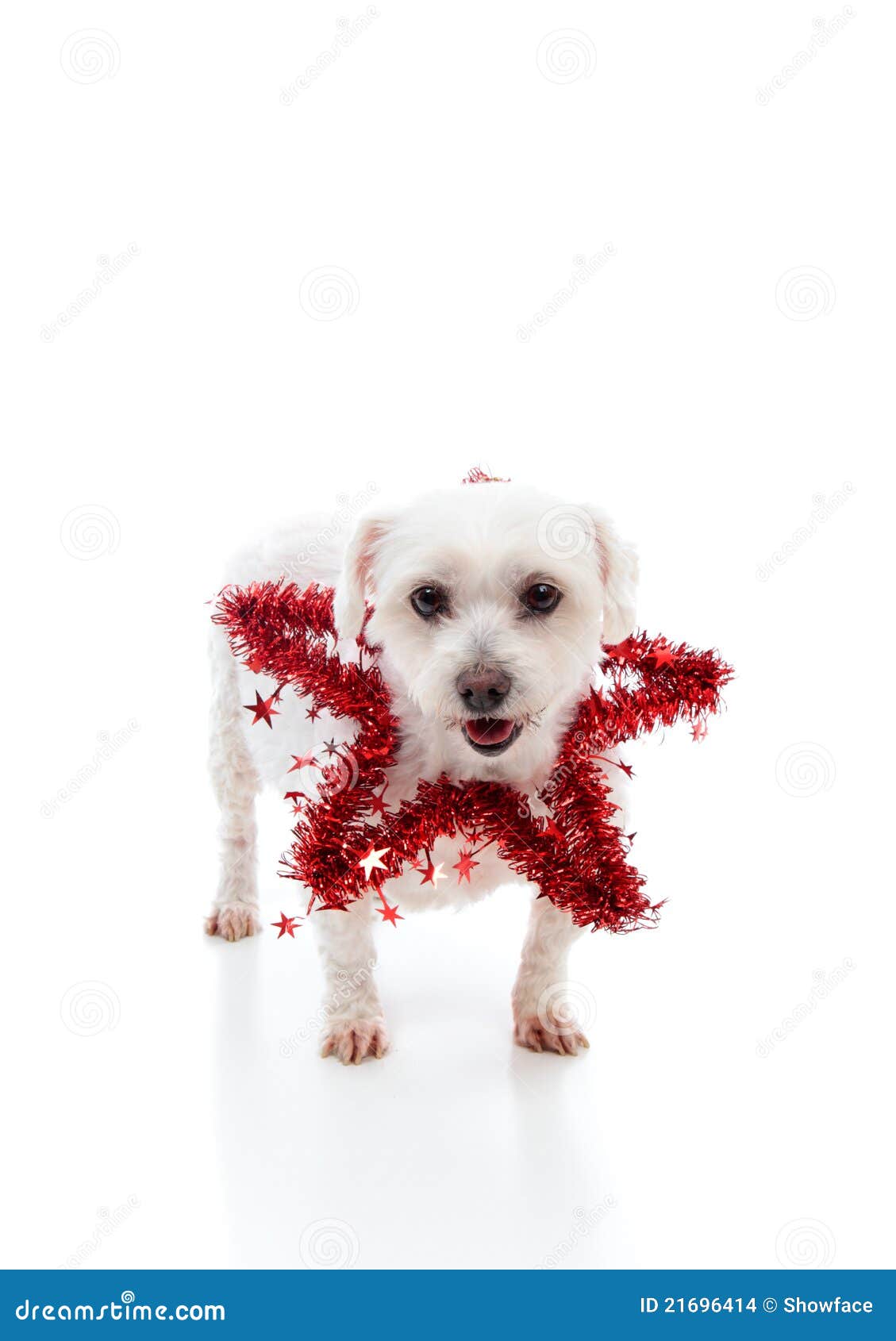 Pretty Dog with a Red Tinsel Star Stock Photo Image of celebration