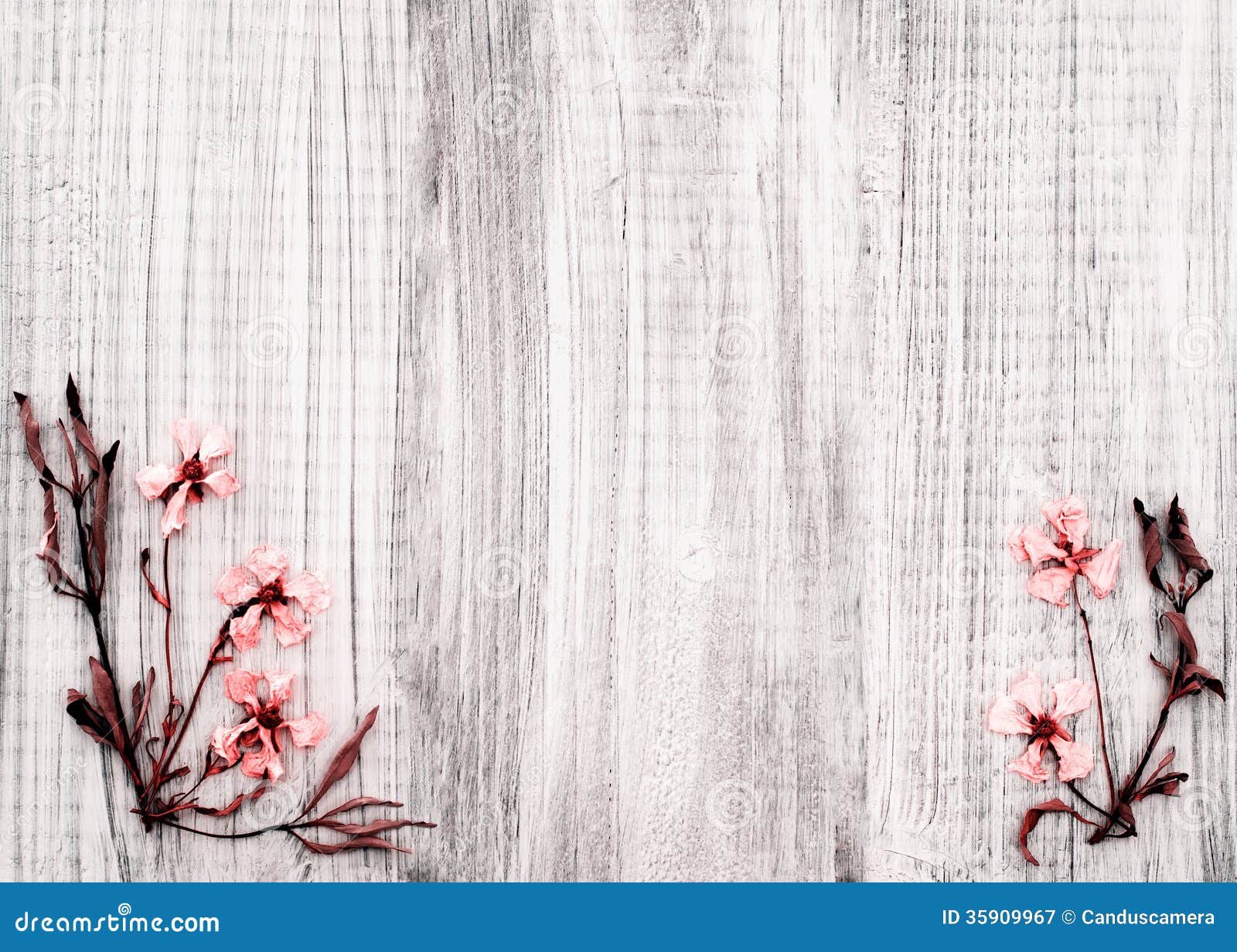 Pretty Dried Rock Rose Flowers on Rustic White Wood Background with Room or  Space for Text, Copy, or Words in the Center Area. Stock Image - Image of  infrared, border: 35909967